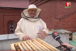 На крыше Красного костела в Минске поселили городских пчел