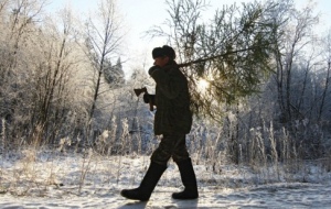 Незаконная вырубка елей в Беларуси обойдется штрафом от 750 тыс. рублей