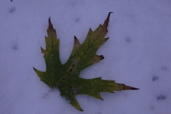 Божьи сюрпризы: метель в октябре - и листья под снегом [ФОТО]