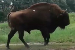 Хороший знак? Возле храма в Полоцке гулял зубр - видео