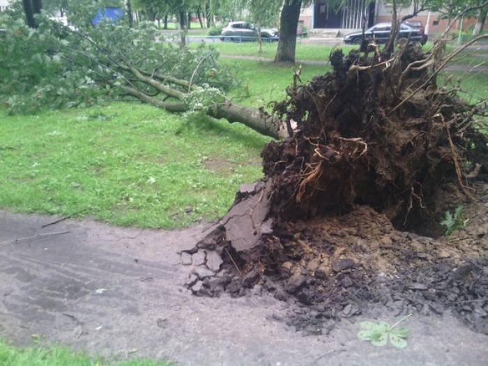 В Гомеле ураган валил деревья и сносил билборды, двое травмированы - ФОТО стихии