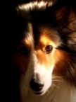 Lastauka's Avatar